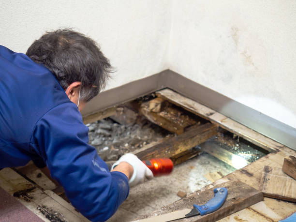 Best Specialized Mold Remediation in Fenton, MI